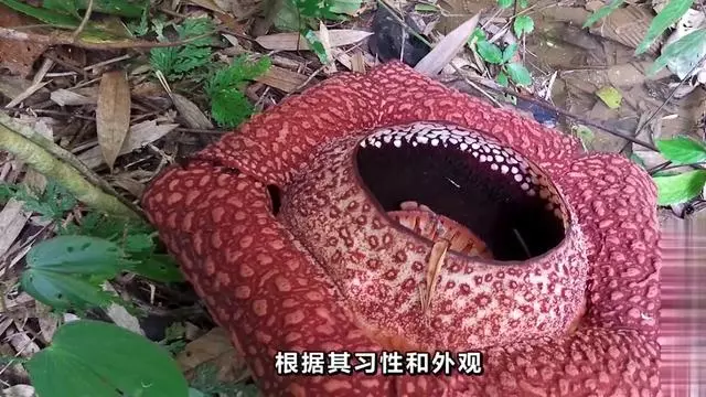 食人花的特点.食人花的特点是什么有视频吗？-第1张图片