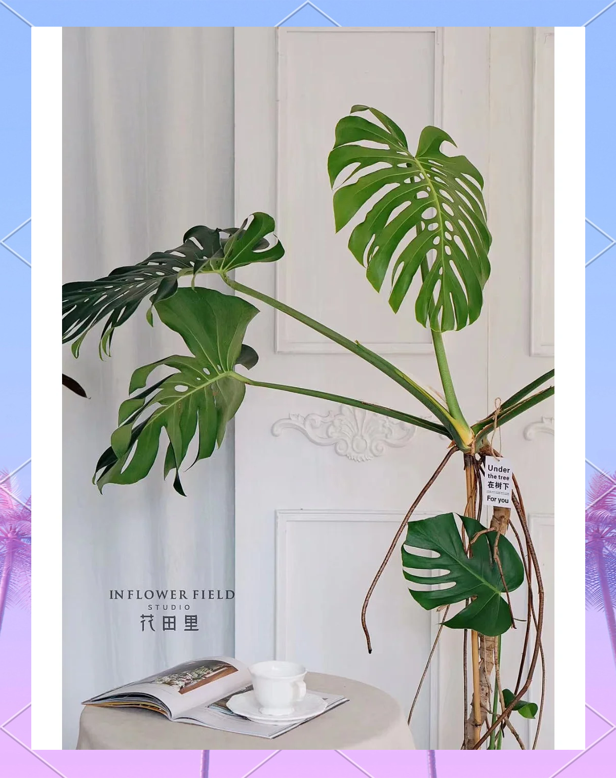 养龟的方法和技巧/养龟的小技巧-第2张图片