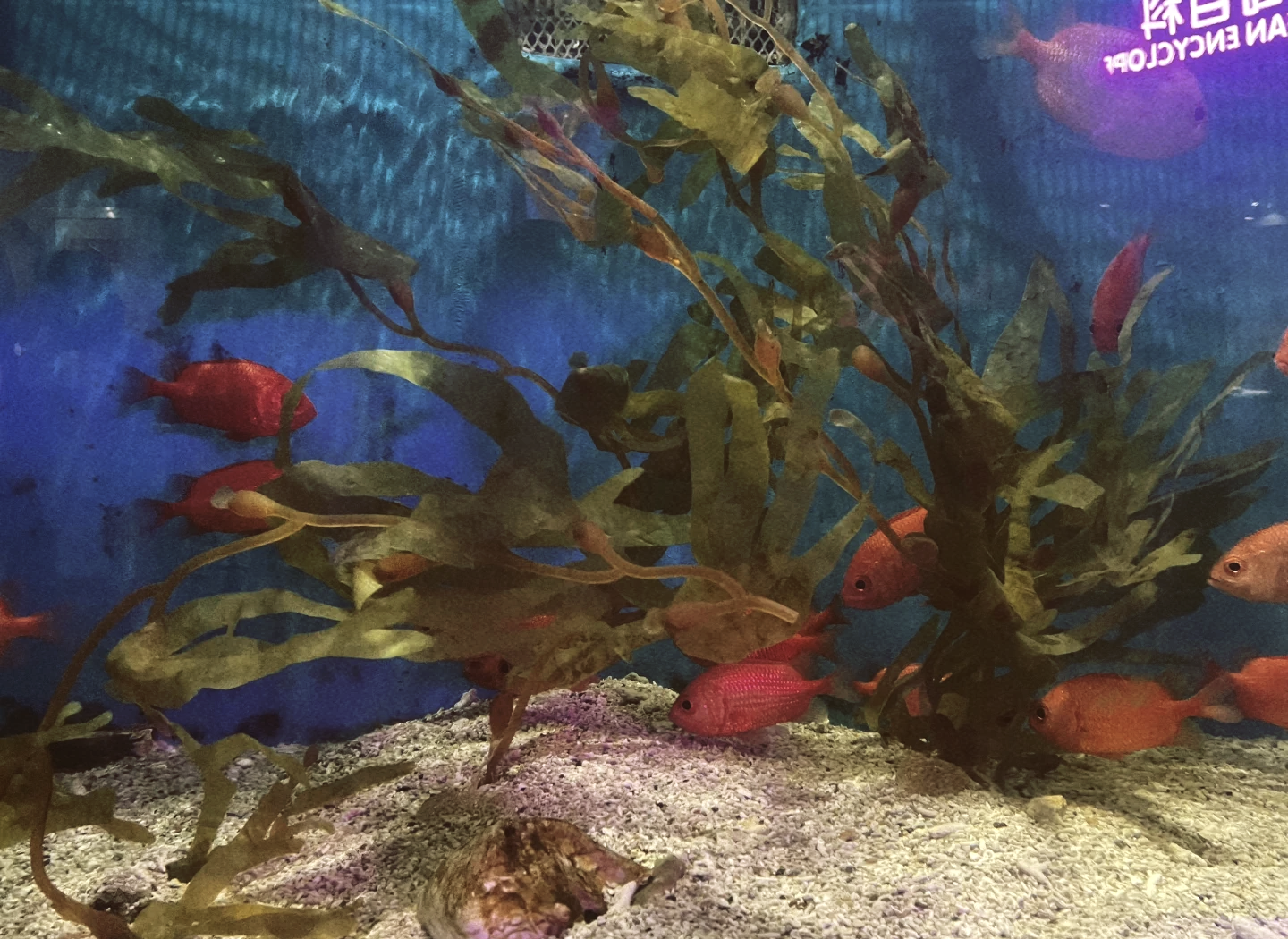 长沙海底世界门票.长沙海底世界门票多少钱？-第1张图片