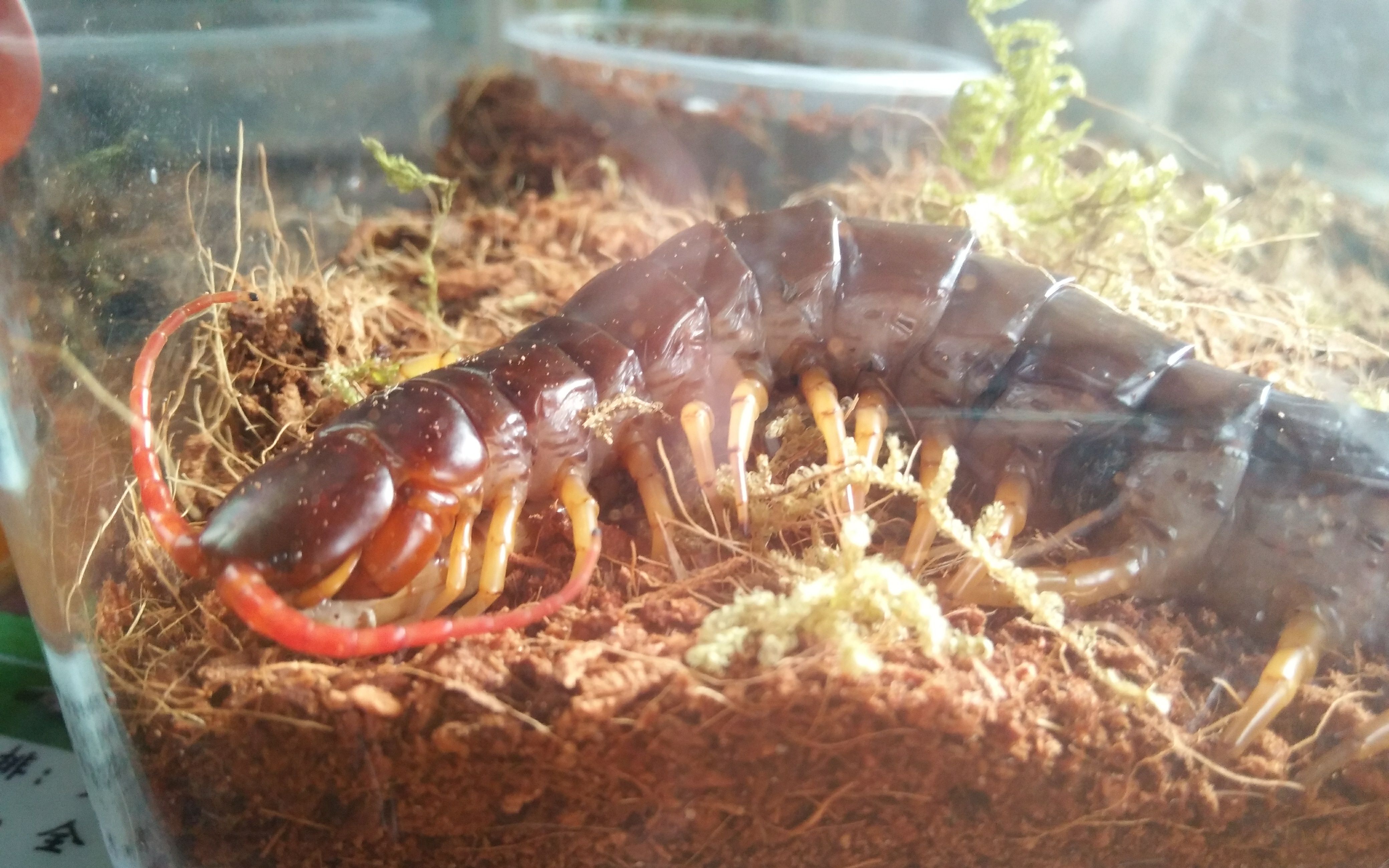 越南巨人蜈蚣(越南巨人蜈蚣有毒吗)-第2张图片