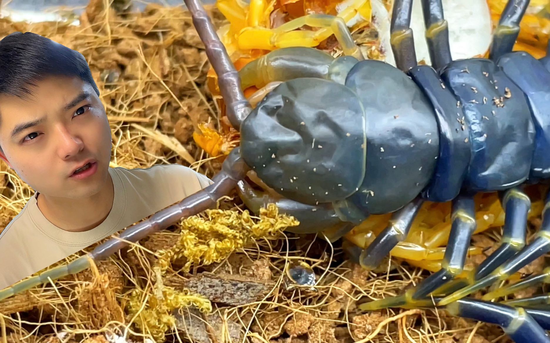 【巨人黑间脚蜈蚣厉害吗,巨人蜈蚣排名】-第2张图片