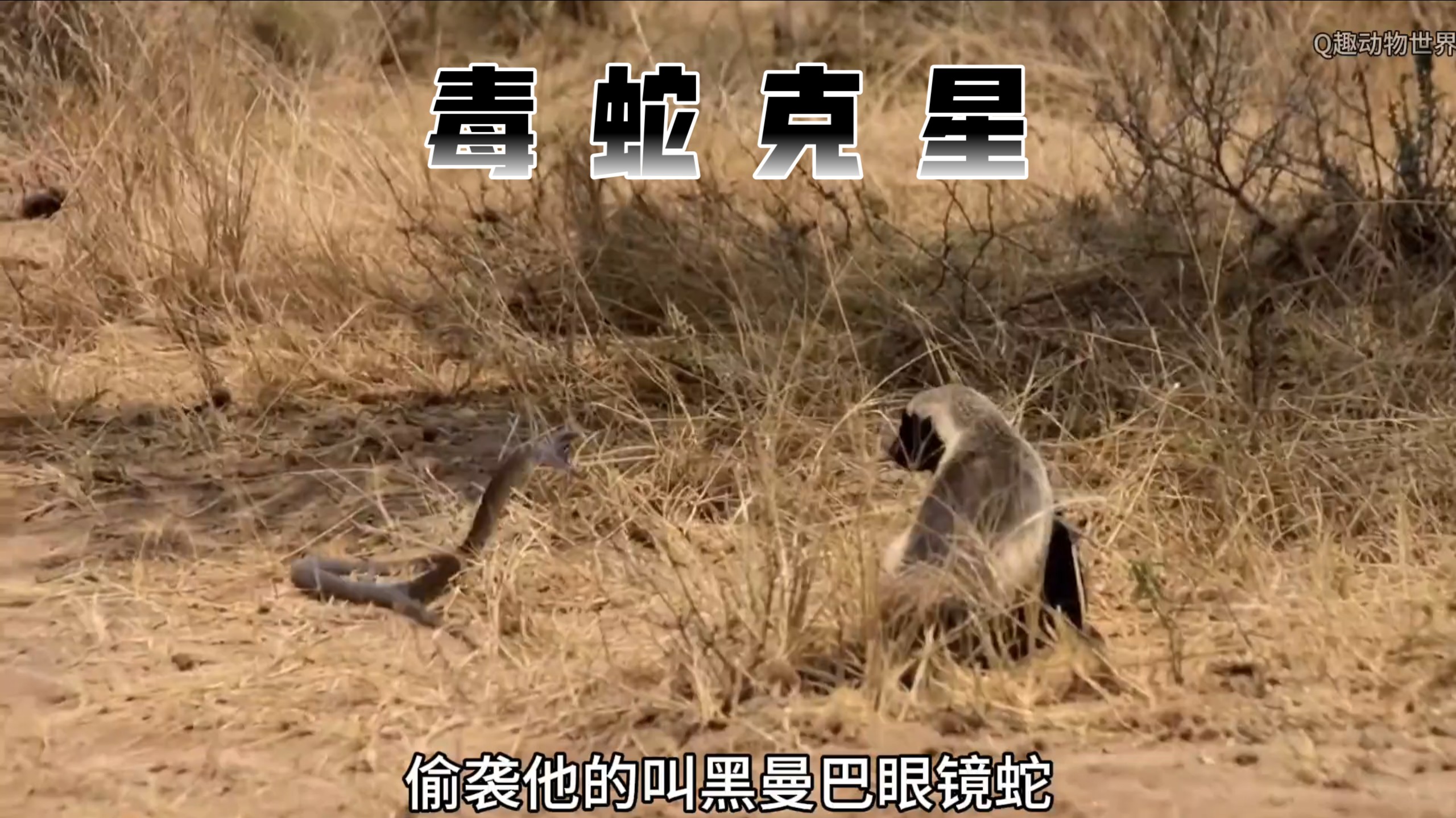 平头哥蜜獾天敌是什么/平头哥蜜獾的克星-第2张图片