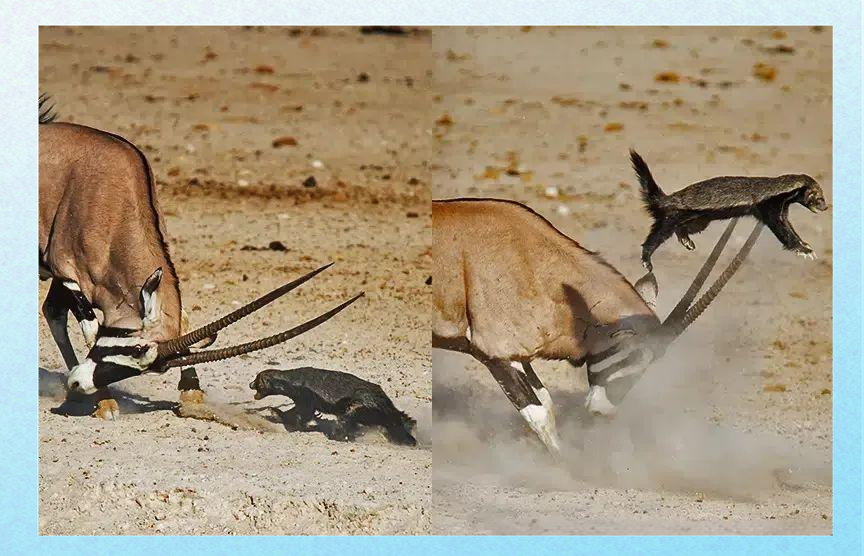 平头哥蜜獾天敌是什么/平头哥蜜獾的克星-第1张图片