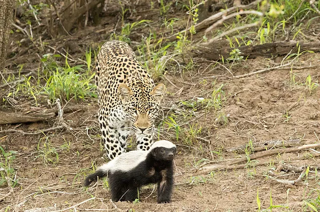 平头哥蜜獾天敌是什么/平头哥蜜獾的克星-第3张图片