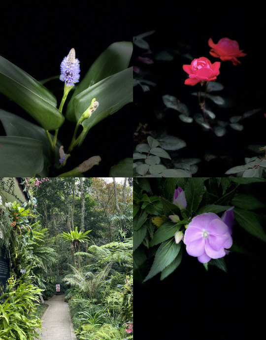 仙湖植物园(仙湖植物园花展2026)-第1张图片