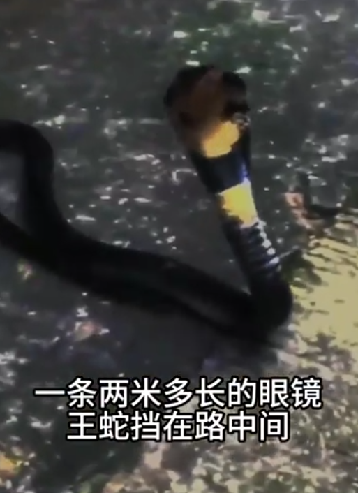 【东北大蛇事件,东北大蛇大蛇大蛇大蛇】-第1张图片