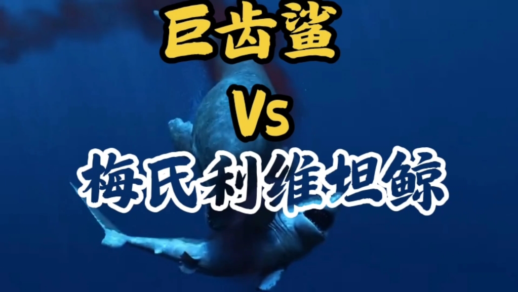 梅尔维尔鲸vs大王乌贼/梅尔维尔鲸大战大王乌贼-第2张图片