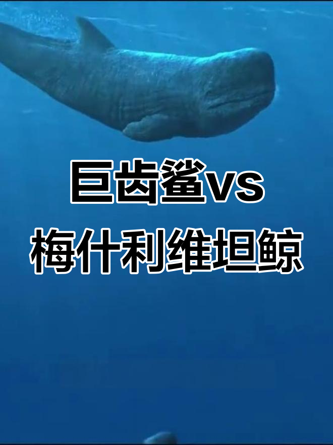 梅尔维尔鲸vs大王乌贼/梅尔维尔鲸大战大王乌贼-第3张图片