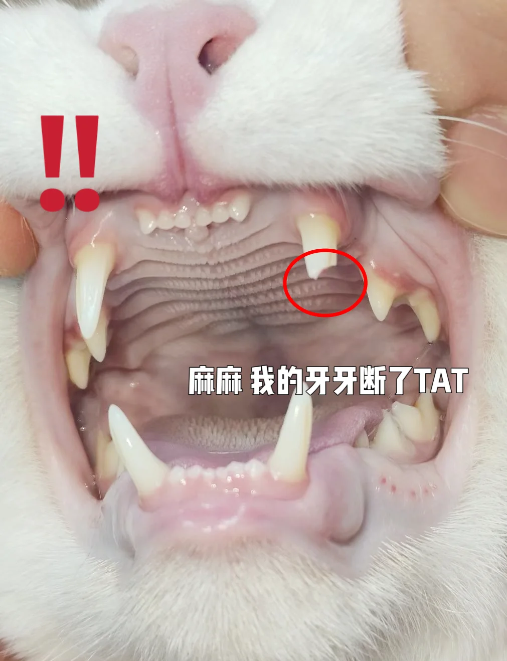 【哪些动物的牙是多牙列,请问什么动物的牙齿比较多】-第2张图片