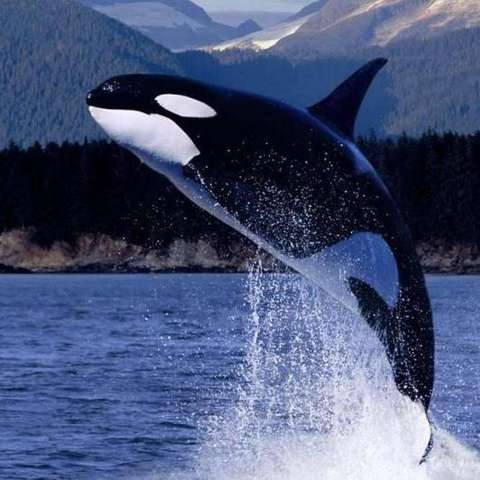 虎鲸的资料有哪些(虎鲸的主要特征)-第1张图片