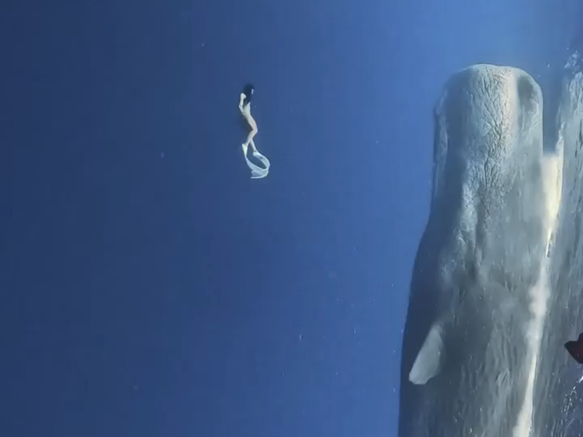 抹香鲸vs大王酸浆鱿/抹香鲸与大王酸浆鱿-第1张图片