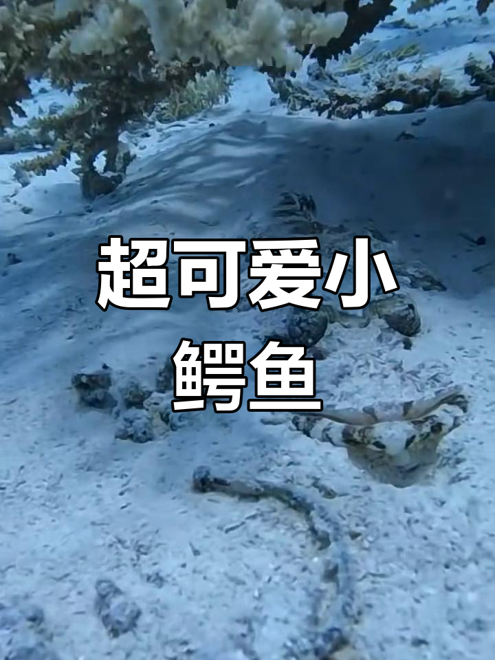 宠物鳄鱼在哪买.哪里可以买鳄鱼宠物？-第3张图片