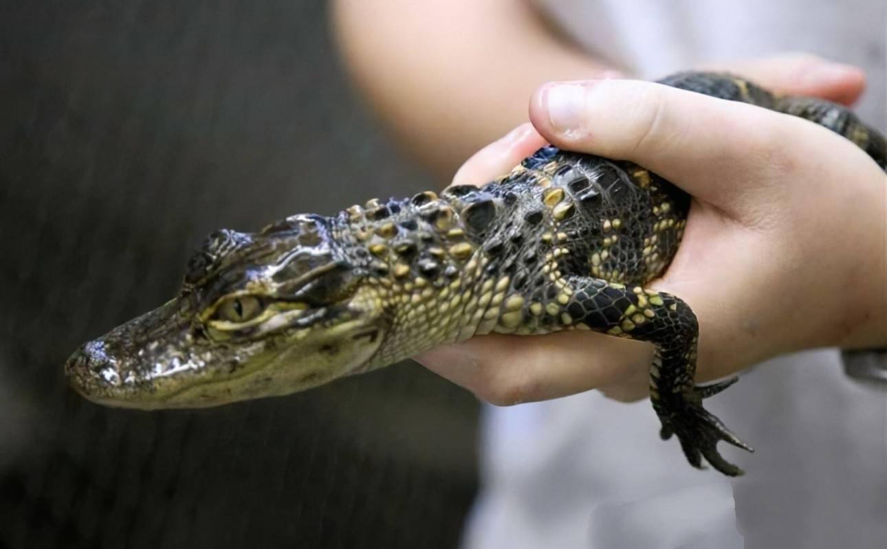 宠物鳄鱼在哪买.哪里可以买鳄鱼宠物？-第2张图片