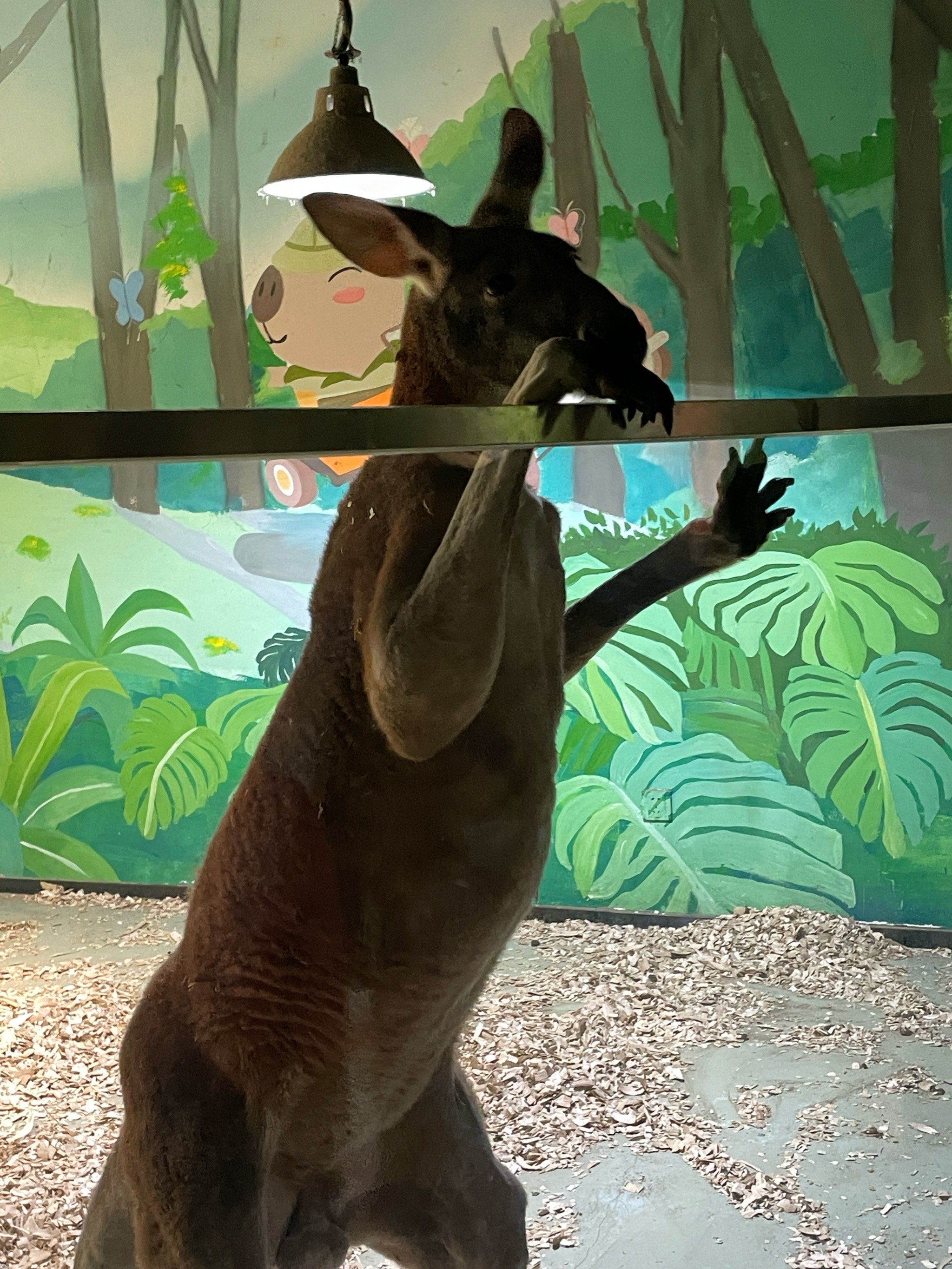 世界上美人鱼真的存在吗.世界上美人鱼真的存在吗图片？-第1张图片